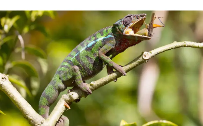 are-raspberry-good-for-chameleon