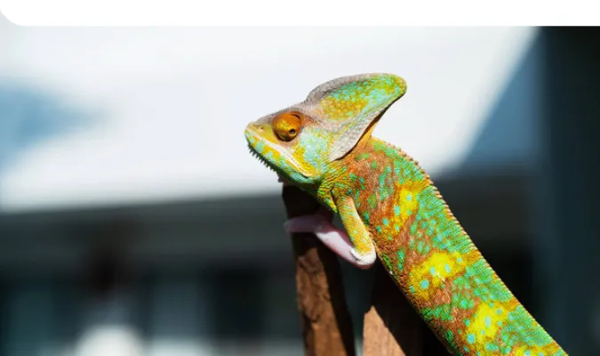 best-uvb-lights-for-chameleon