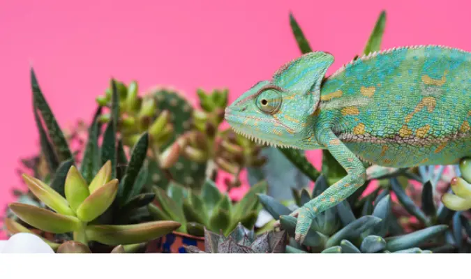 can-chameleon-eat-asparagus