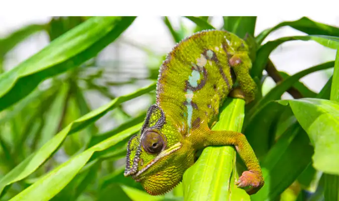 can-chameleon-eat-bananas