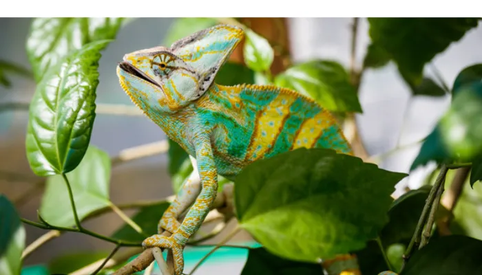 can-chameleon-eat-celery