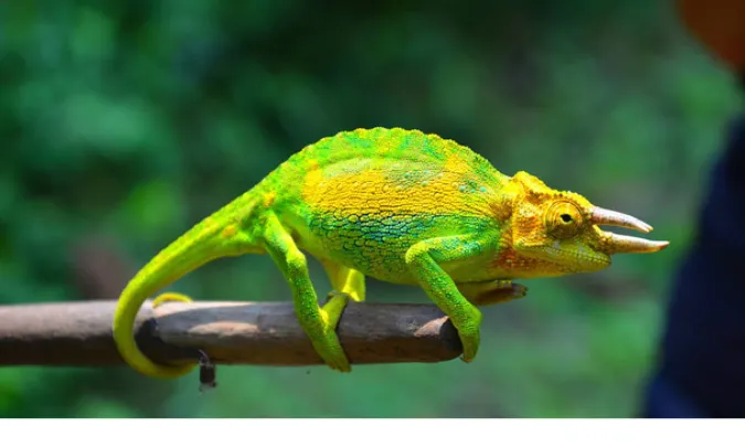 can-chameleon-eat-mealworms