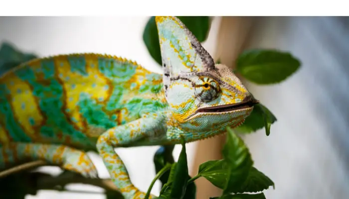 can-chameleon-get-too-much-uvb-light