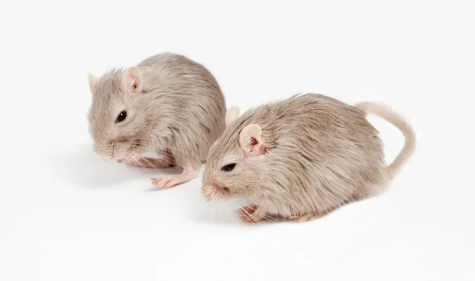 can-gerbils-eat-bananas