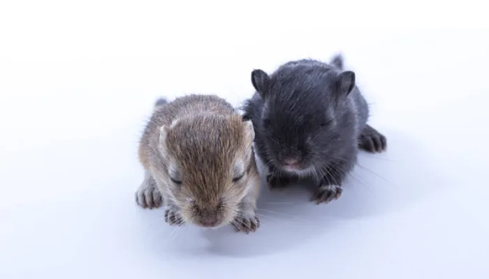 can-you-put-male-female-gerbils-together