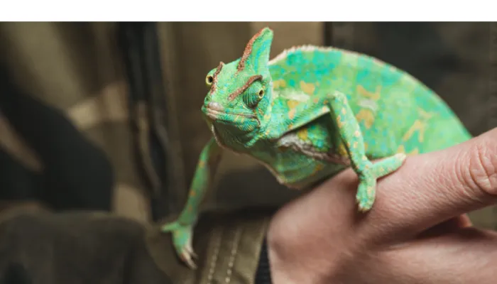 chameleon-uvb-or-uva