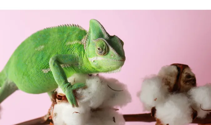 how-long-chameleon-without-food