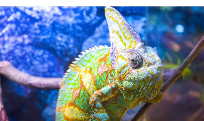 how-long-chameleon-without-uvb-lights