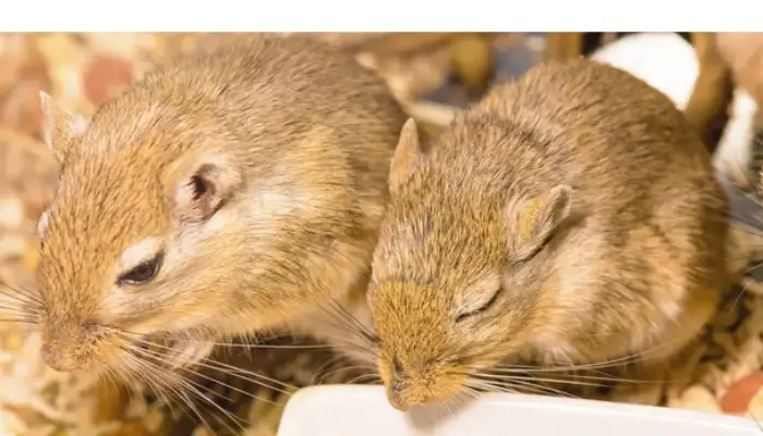 how-many-gerbils-should-live-together