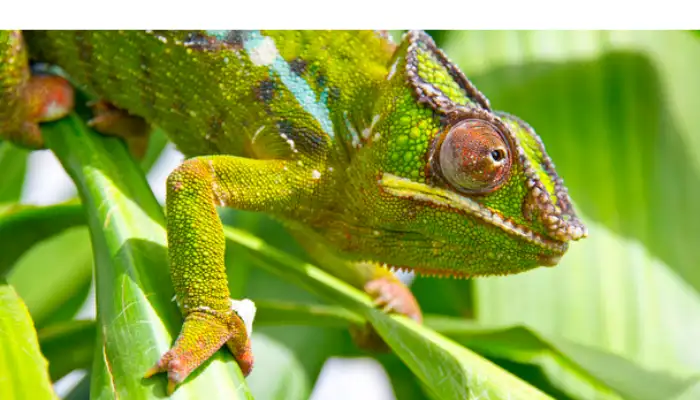 How Much UVB Light Does a Chameleon Need? [Requirements] – HowToAnimal