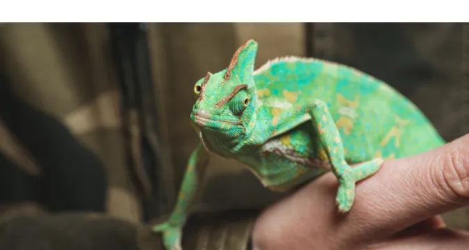 how-often-chameleon-eat