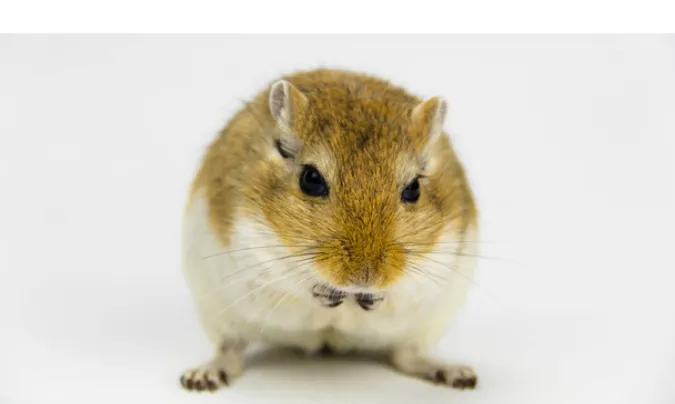 how-to-stop-gerbil-biting-me