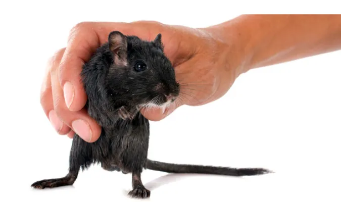 stop-gerbil-plastic-chewing