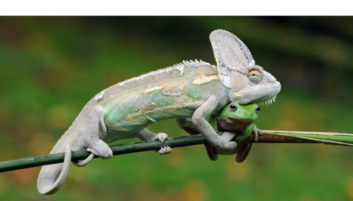 what-do-chameleon-eat