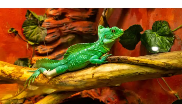 why-chameleon-not-eating