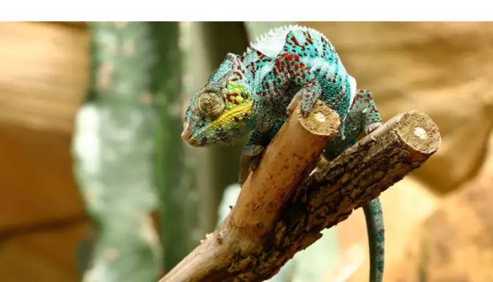 do-chameleon-sleep