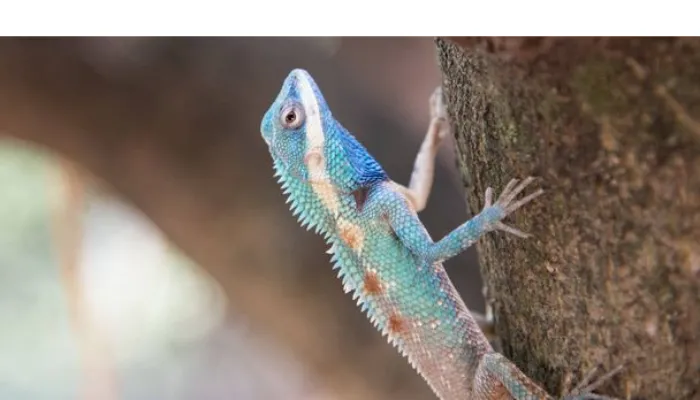 does-chameleon-eat-less-in-winter