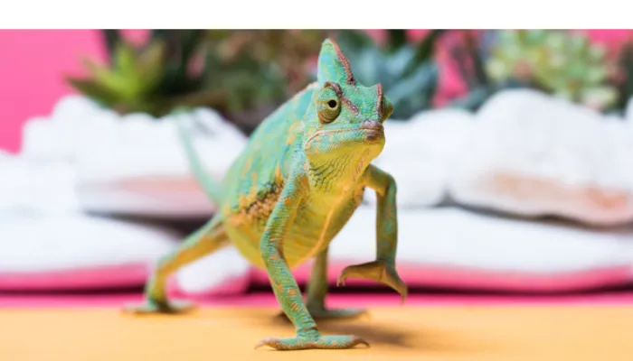 does-chameleon-sleep-eyes-open