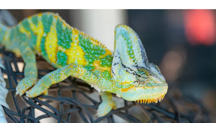 how-chameleon-survive-winter