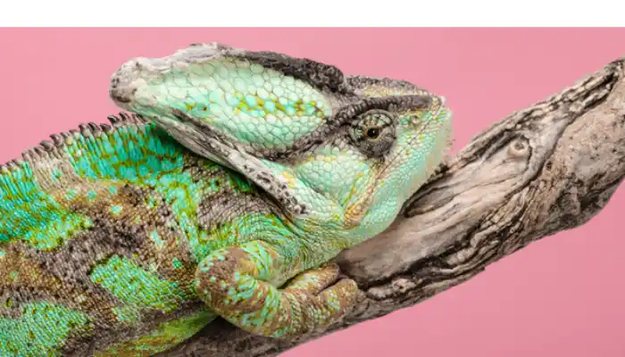 when-do-chameleon-hibernate
