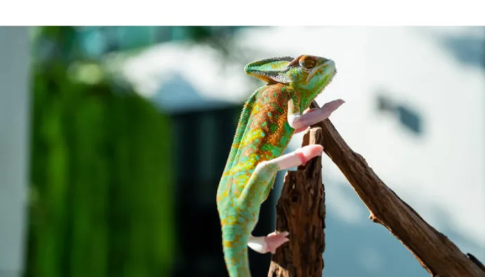 why-chameleon-not-moving