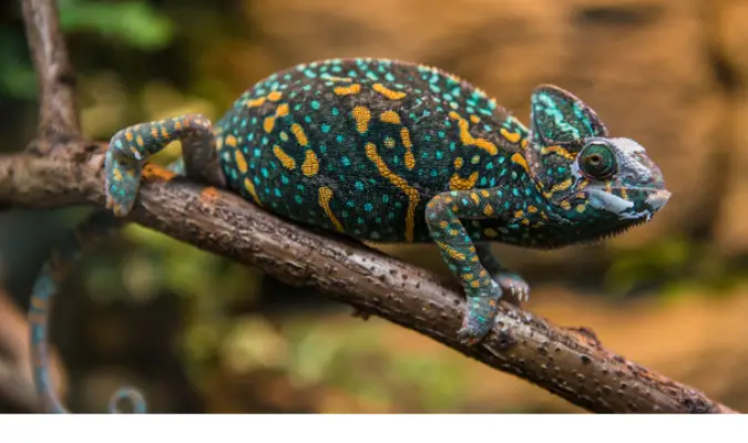 how-long-chameleon-sleep